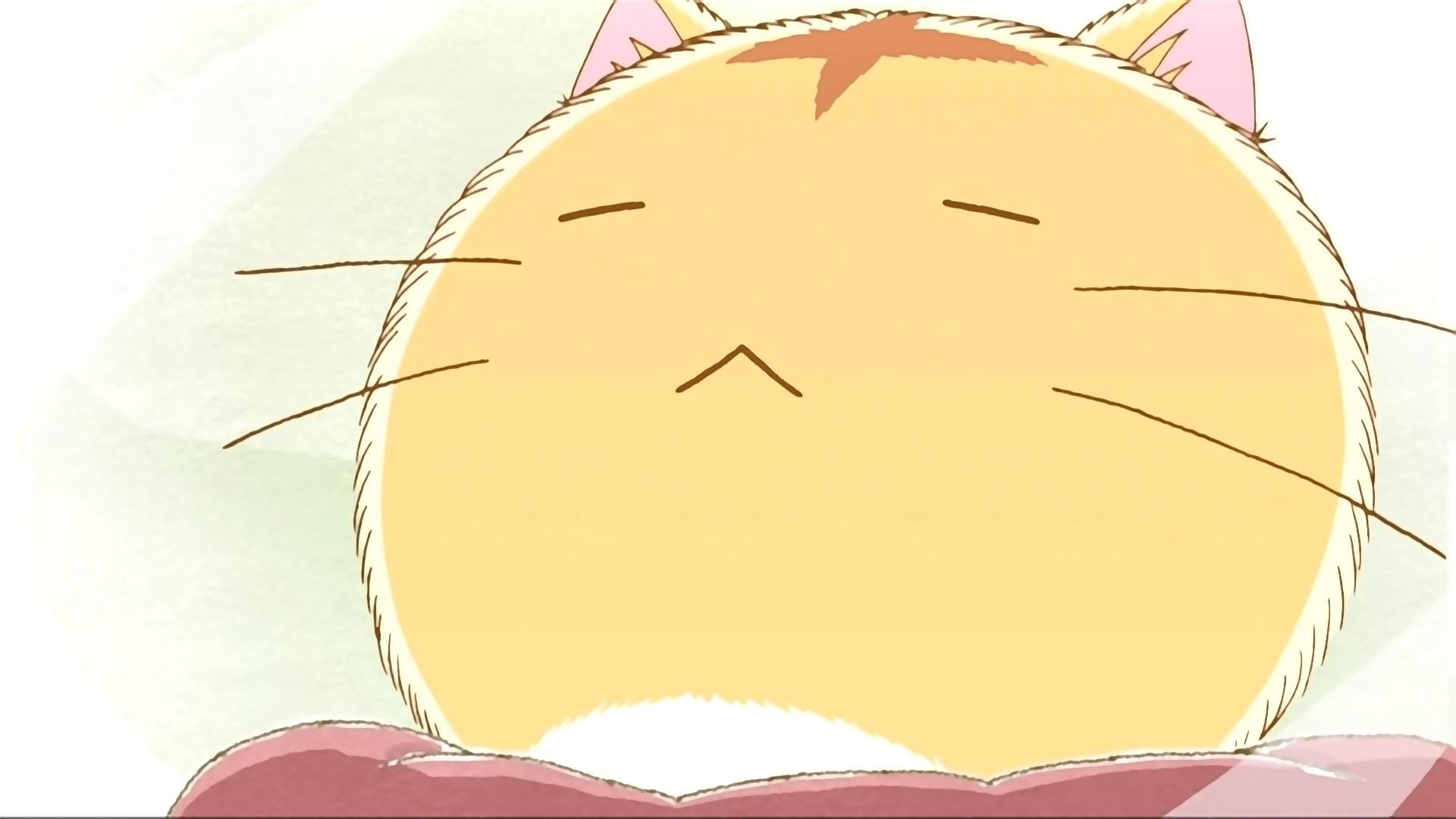 cats, Anime Wallpaper