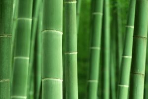 bamboo, Plants