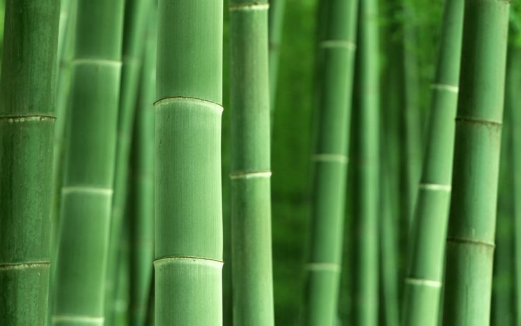 bamboo, Plants HD Wallpaper Desktop Background