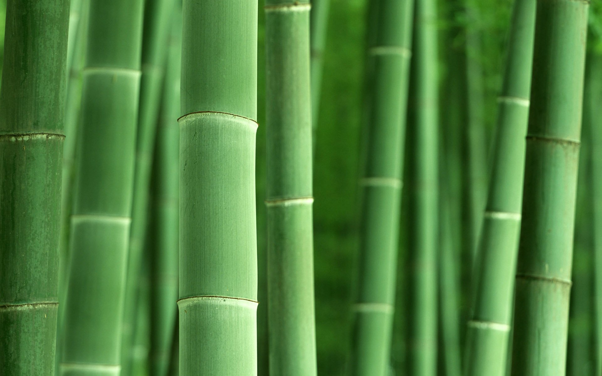 bamboo, Plants Wallpaper