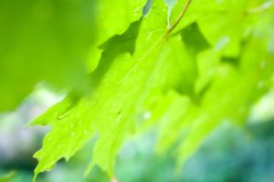 green, Close up, Nature, Wall, Leaves, Grass, Water, Drops, Flora, Floral