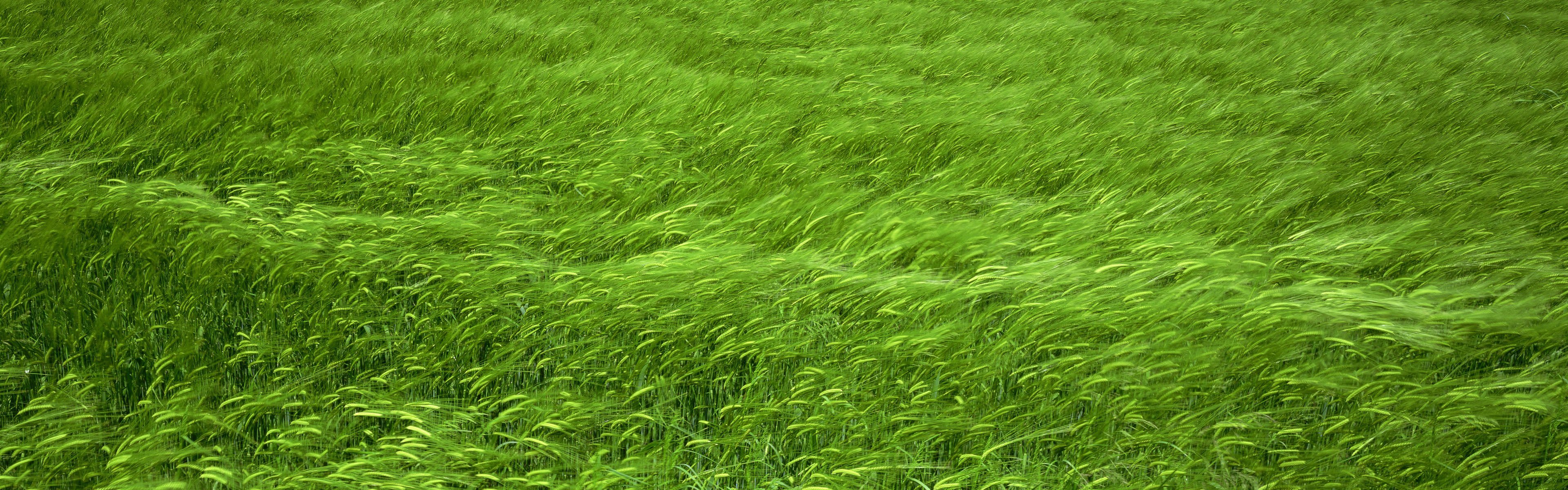 fields, Wheat Wallpaper