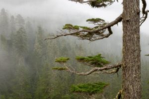 forests, Fog, National, Park, Mount, Rainier