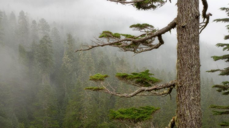 forests, Fog, National, Park, Mount, Rainier HD Wallpaper Desktop Background