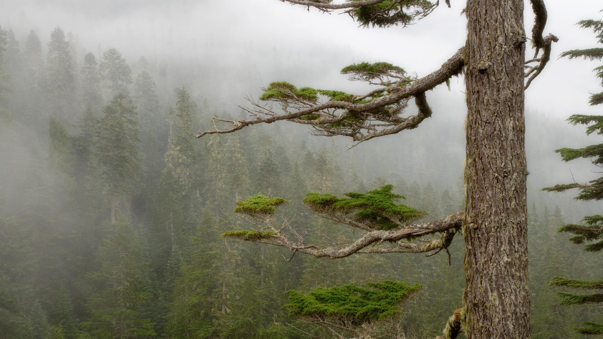 forests, Fog, National, Park, Mount, Rainier Wallpaper