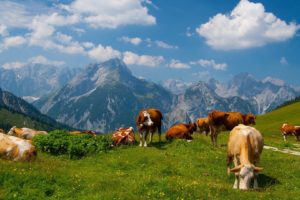 mountains, Landscapes, Nature, Animals, Cows