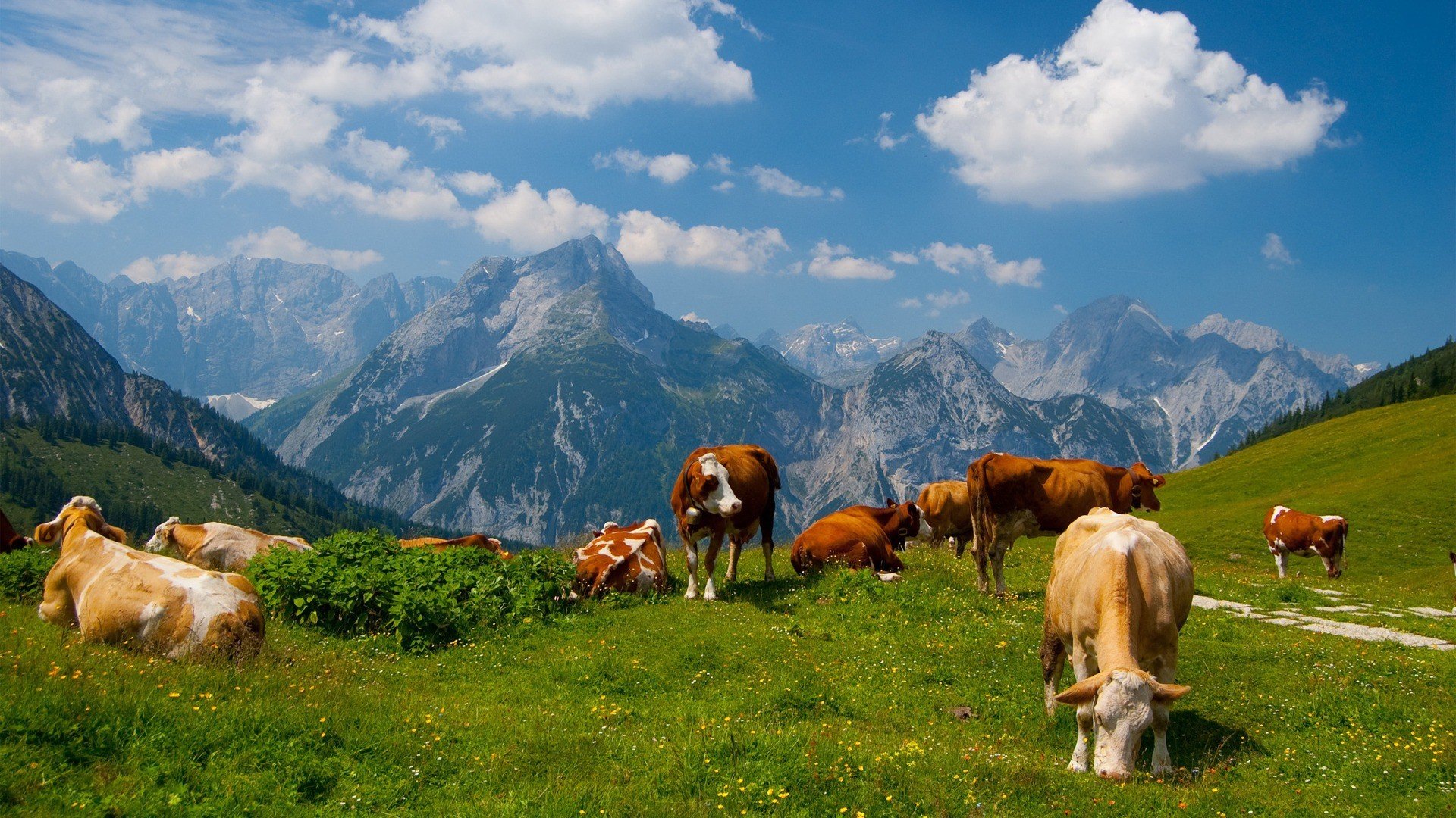 mountains, Landscapes, Nature, Animals, Cows Wallpaper