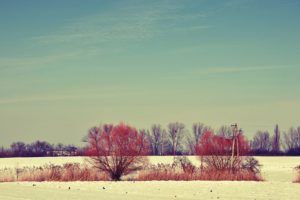 snow, Trees, Fields