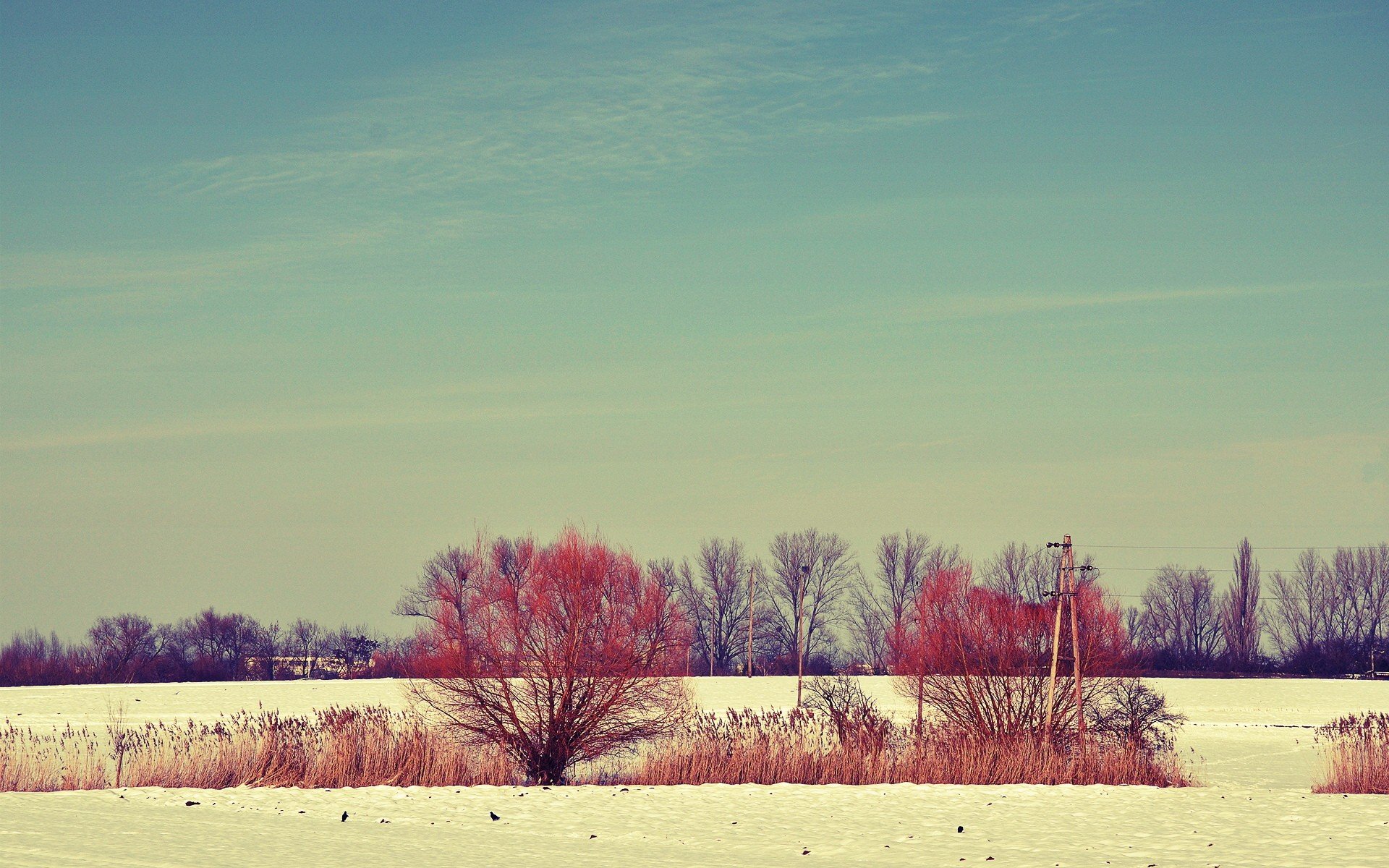 snow, Trees, Fields Wallpaper