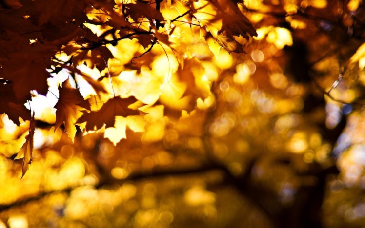 trees, Autumn, Leaves, Bokeh HD Wallpaper Desktop Background