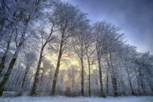 landscapes, Nature, Winter, Snow, Trees