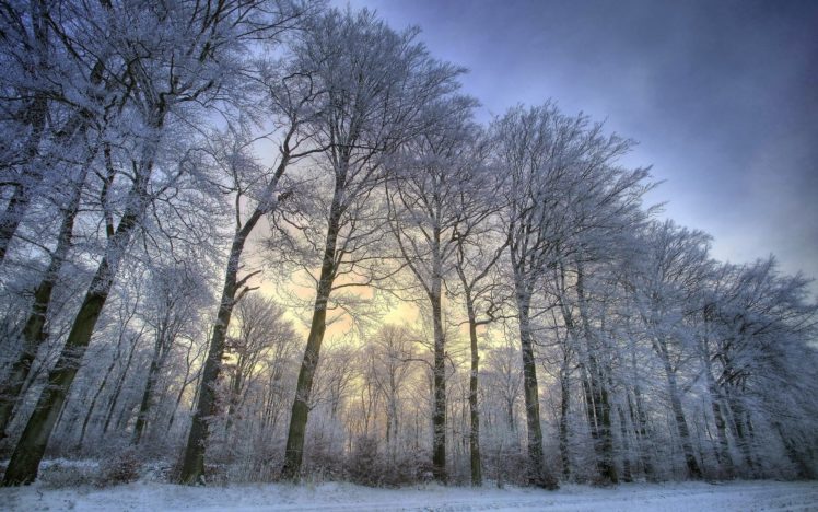 landscapes, Nature, Winter, Snow, Trees HD Wallpaper Desktop Background