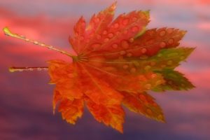 sunrise, Autumn, Maple, Leaf