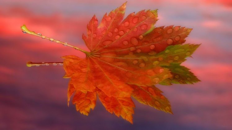 sunrise, Autumn, Maple, Leaf HD Wallpaper Desktop Background