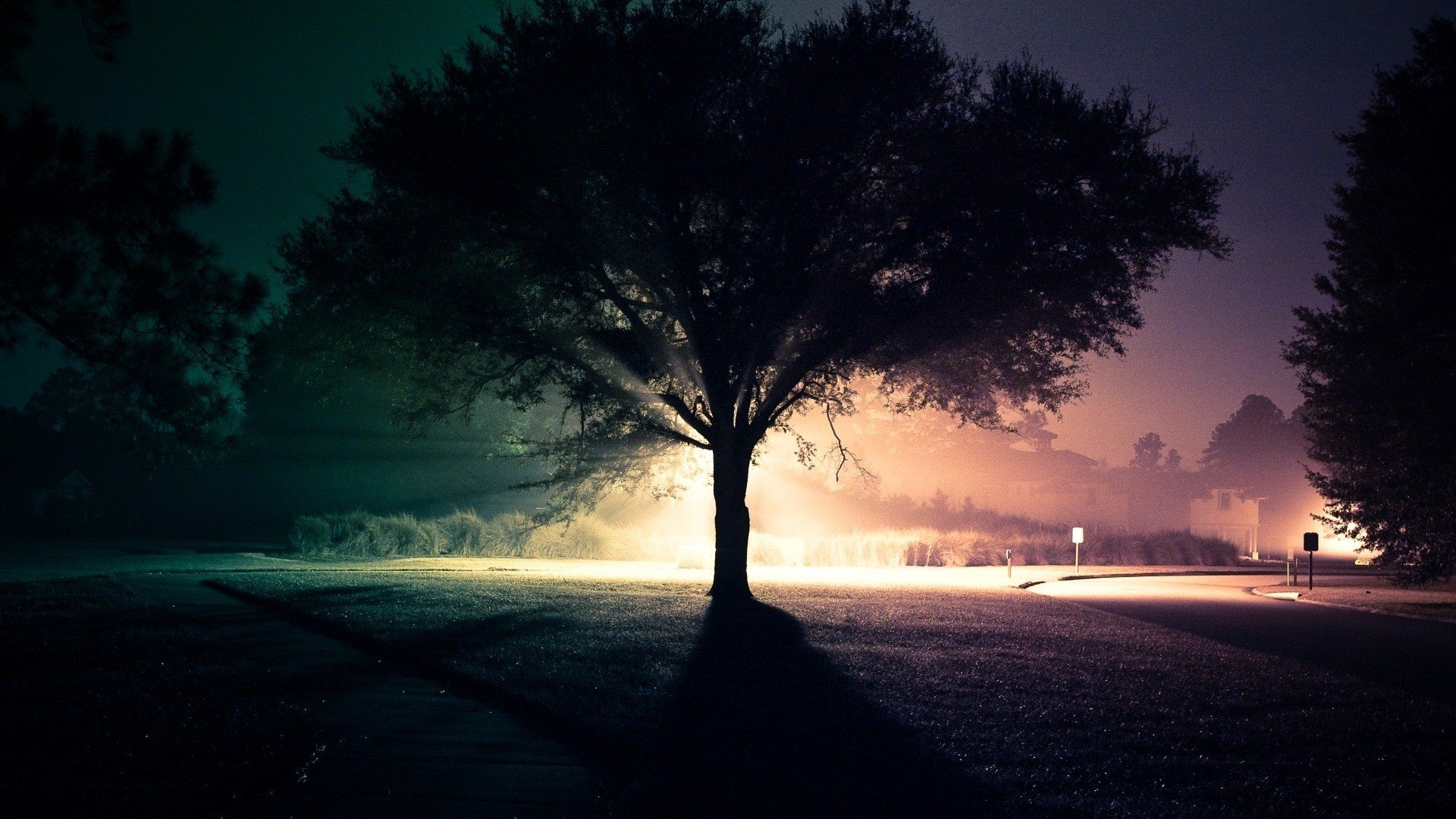 light, Landscapes, Trees, Night, Roads, Mbz Wallpaper