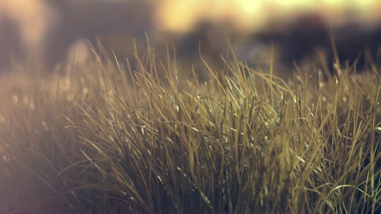 nature, Grass, Depth, Of, Field HD Wallpaper Desktop Background
