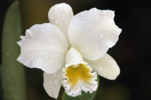 orchids, White, Flowers
