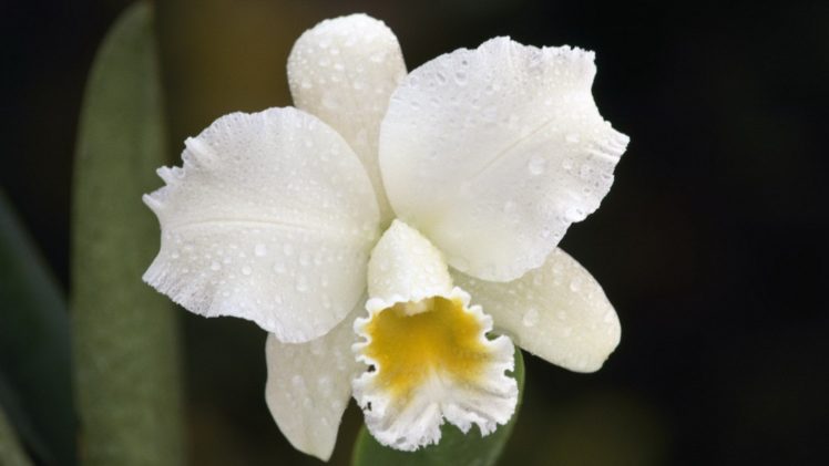 orchids, White, Flowers HD Wallpaper Desktop Background