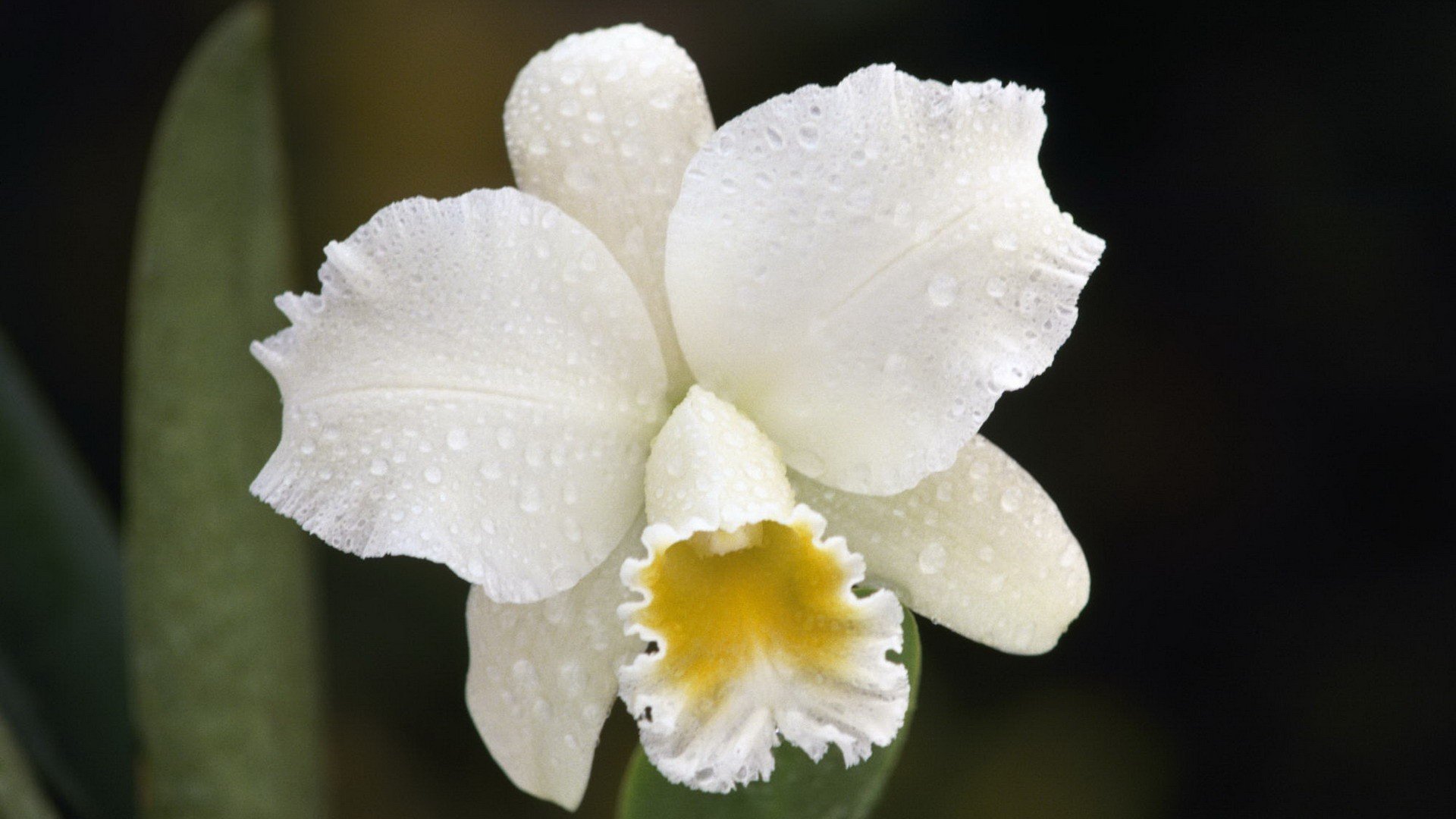 orchids, White, Flowers Wallpaper