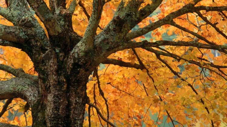 autumn, Bass, North, Carolina HD Wallpaper Desktop Background