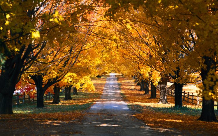 landscapes, Trees, Autumn, Paths HD Wallpaper Desktop Background