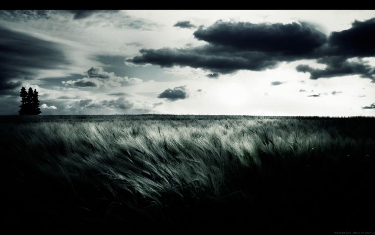 wheat, Grass, Tree, Sky, Mood HD Wallpaper Desktop Background
