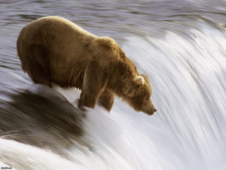 grizzly, Bears, Bears HD Wallpaper Desktop Background