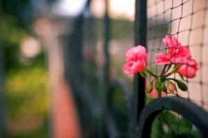flowers, Fences, Depth, Of, Field, Pink, Flowers