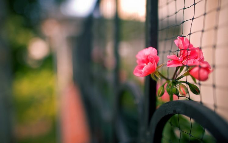 flowers, Fences, Depth, Of, Field, Pink, Flowers HD Wallpaper Desktop Background