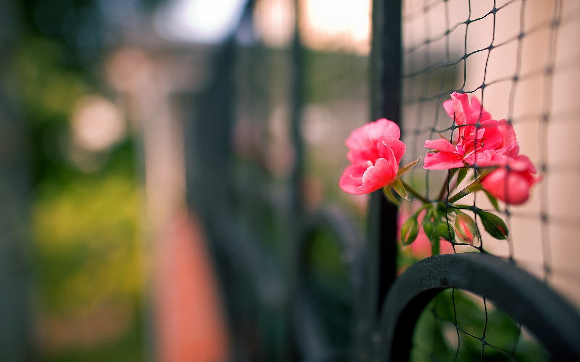 flowers, Fences, Depth, Of, Field, Pink, Flowers Wallpaper
