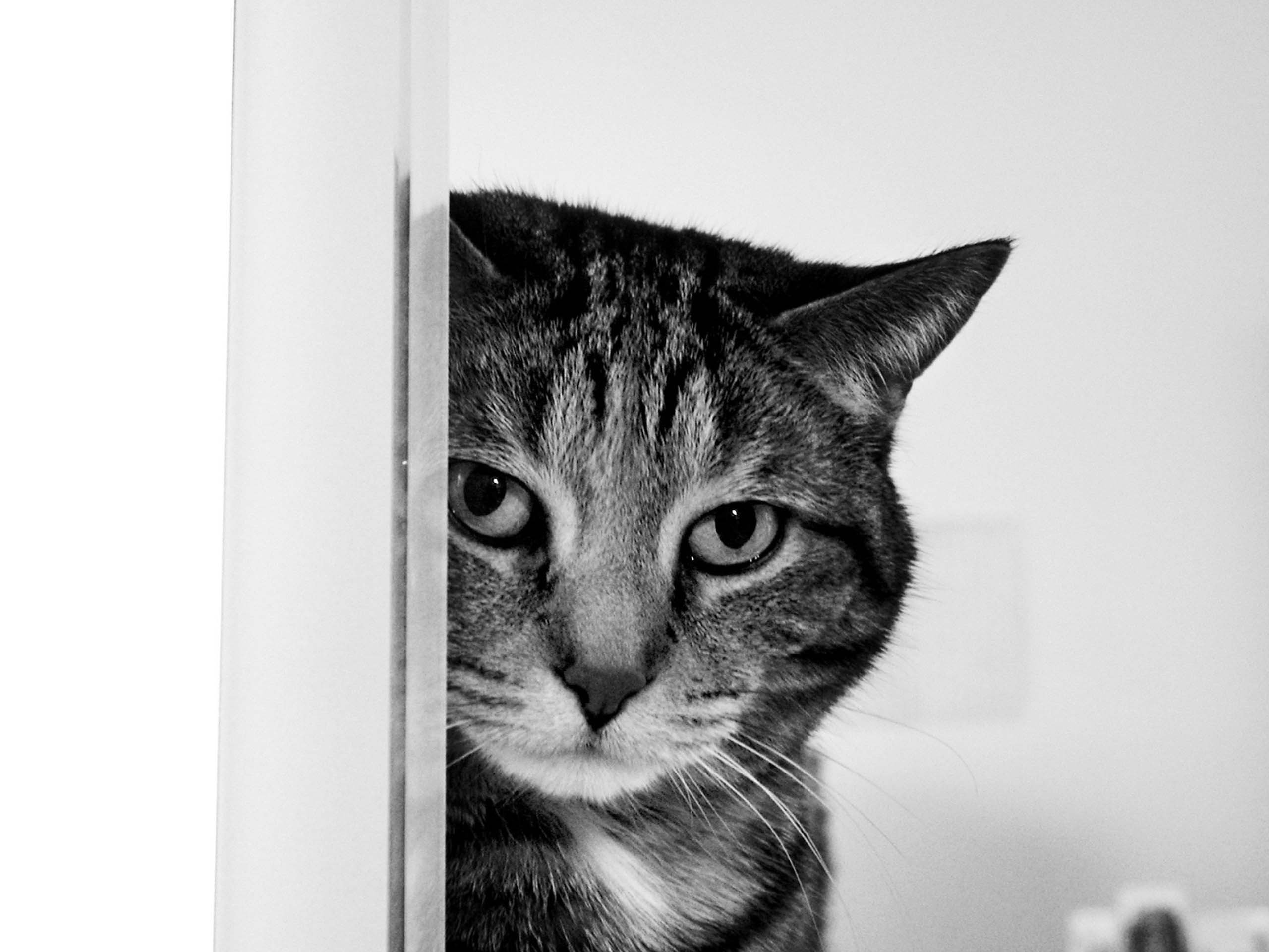 cats, Animals Wallpaper