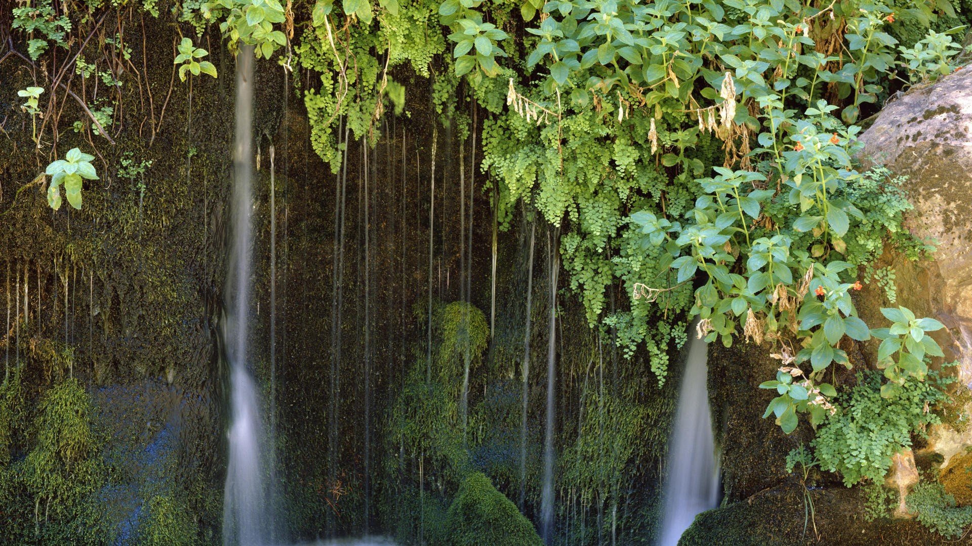 utah, National, Park, Foliage, Zion, National, Park Wallpaper