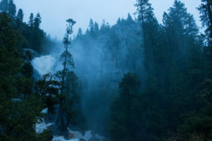 trees, Forest, Jungle, Fog, Drops, Mountains