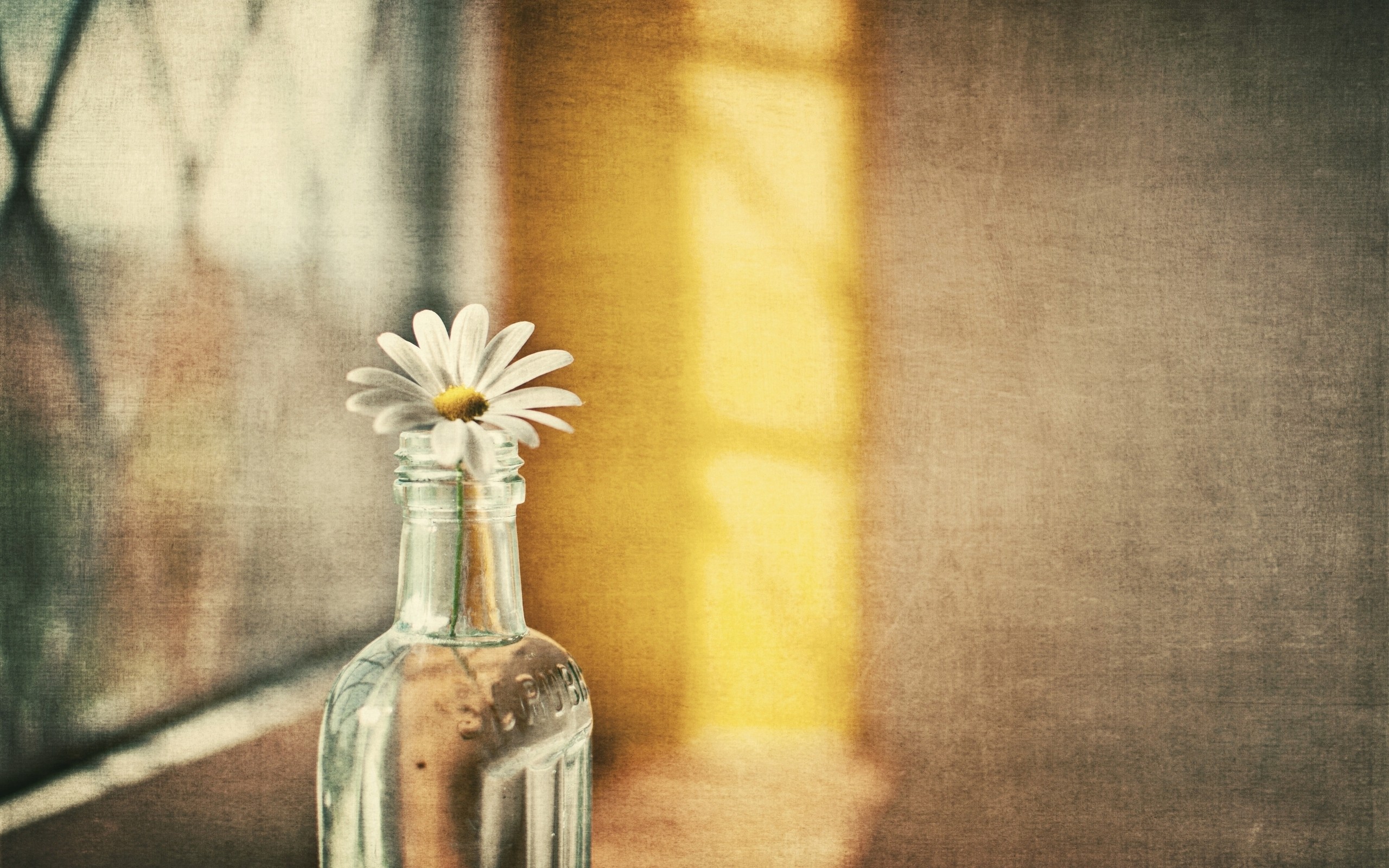 flower, In, A, Bottle Wallpaper