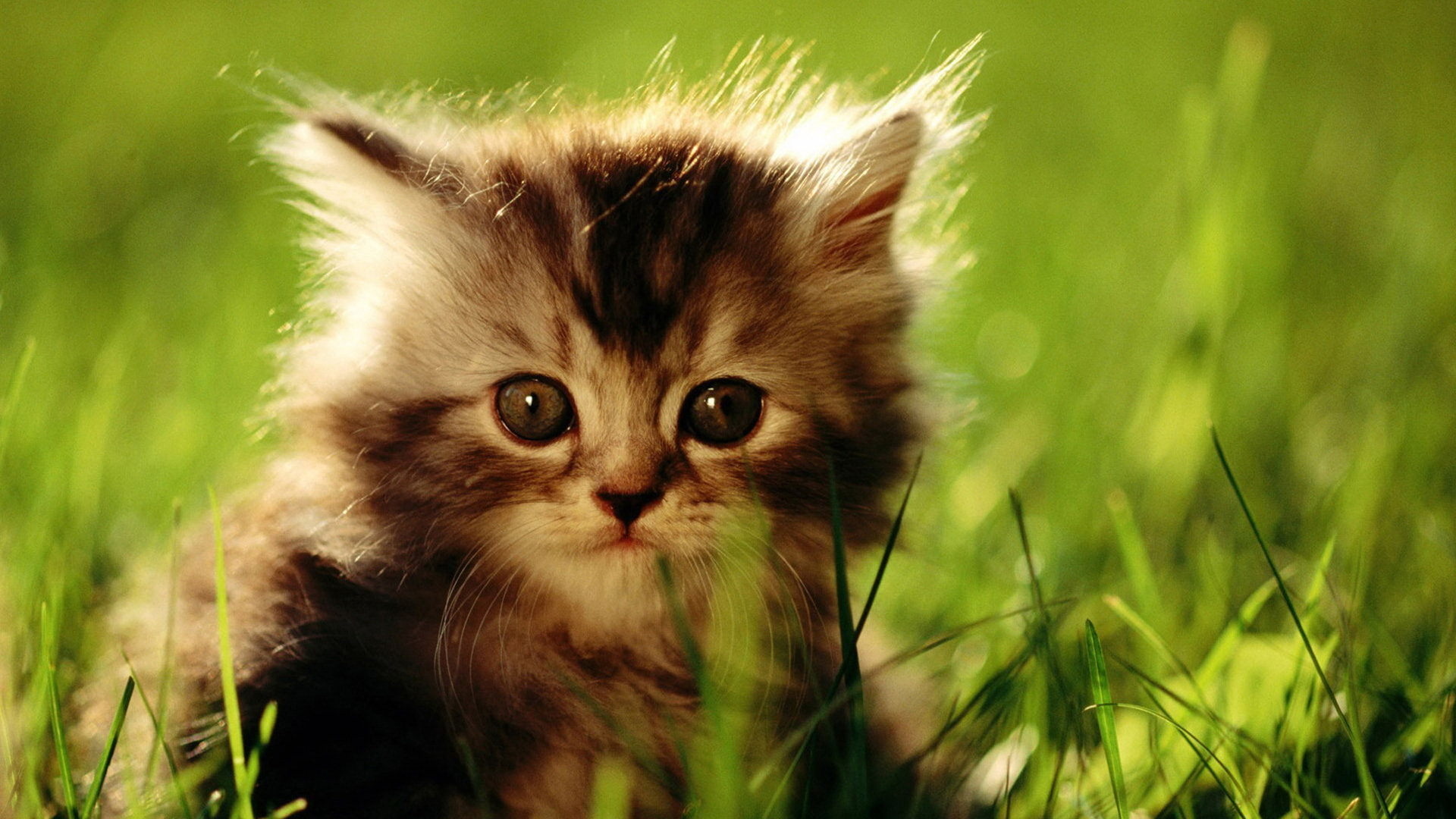 kittens Wallpaper