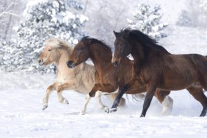 animals, Norwegian, Horses, Running, Snow, Landscapes