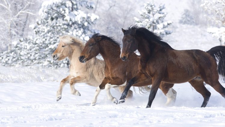 animals, Norwegian, Horses, Running, Snow, Landscapes HD Wallpaper Desktop Background