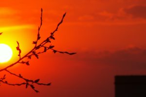 sunset, Sun, Branches