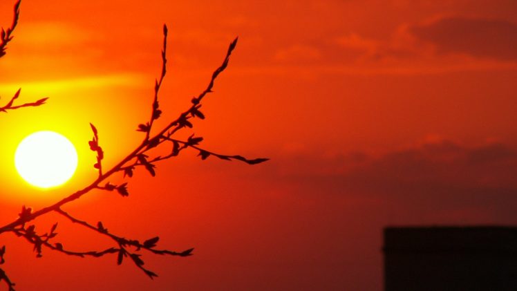 sunset, Sun, Branches HD Wallpaper Desktop Background