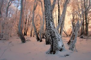winter, Snow, Trees, Forests, Magic, Wand, Frost, Janek sedlar