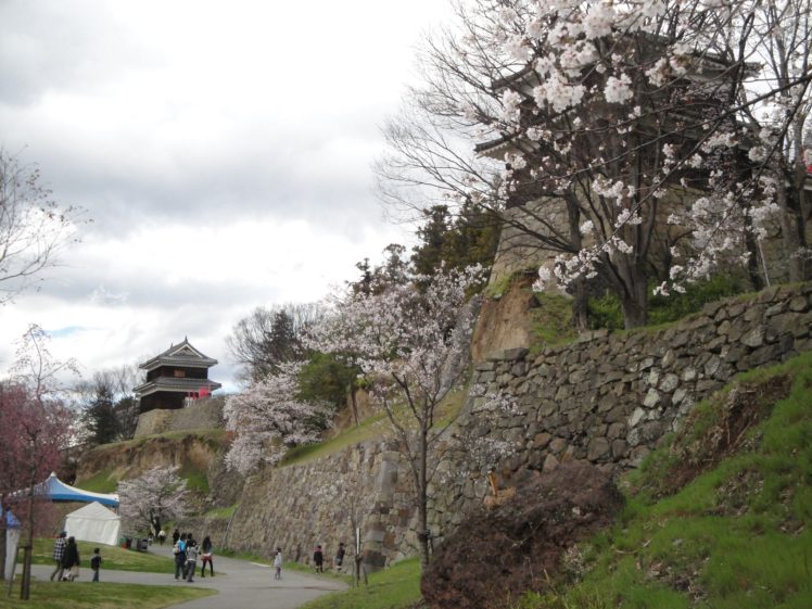 japan, Castles, Cherry, Blossoms, Flowers, Sakura, Spring HD Wallpaper Desktop Background