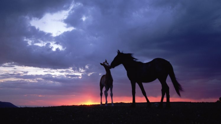 nature, Animals, Horses, Skyscapes, Baby, Animals HD Wallpaper Desktop Background