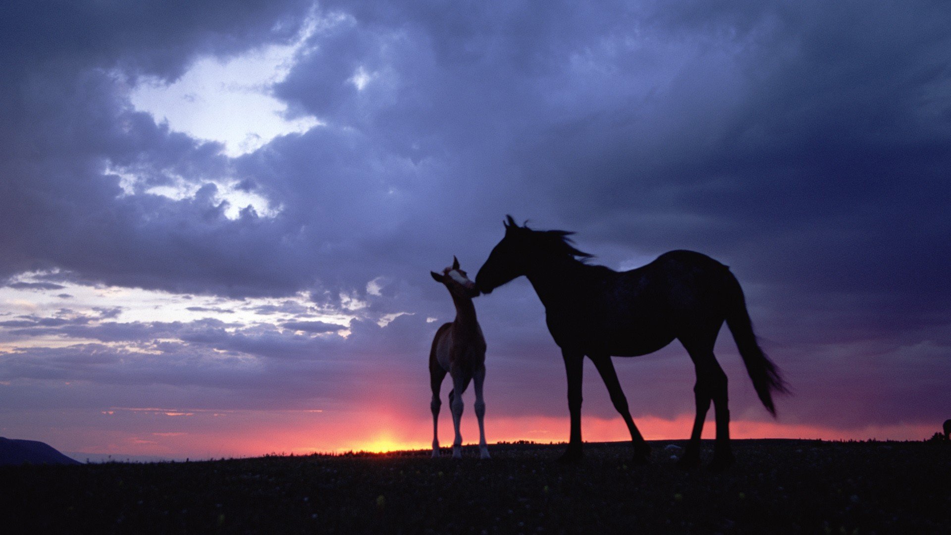 nature, Animals, Horses, Skyscapes, Baby, Animals Wallpaper