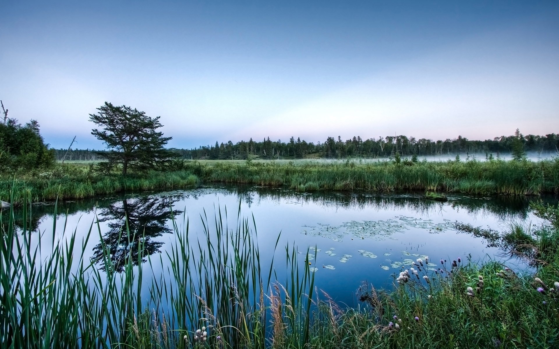 trees, Mist, Ponds Wallpaper