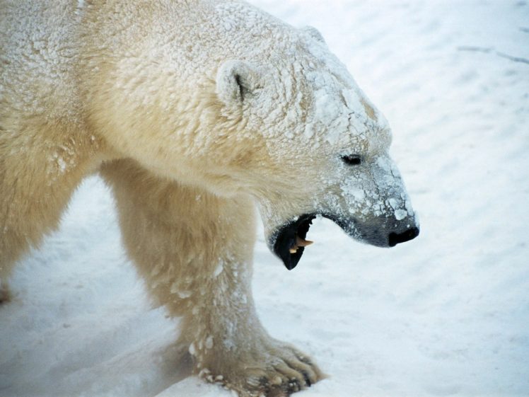 animals, Wildlife, Polar, Bears HD Wallpaper Desktop Background