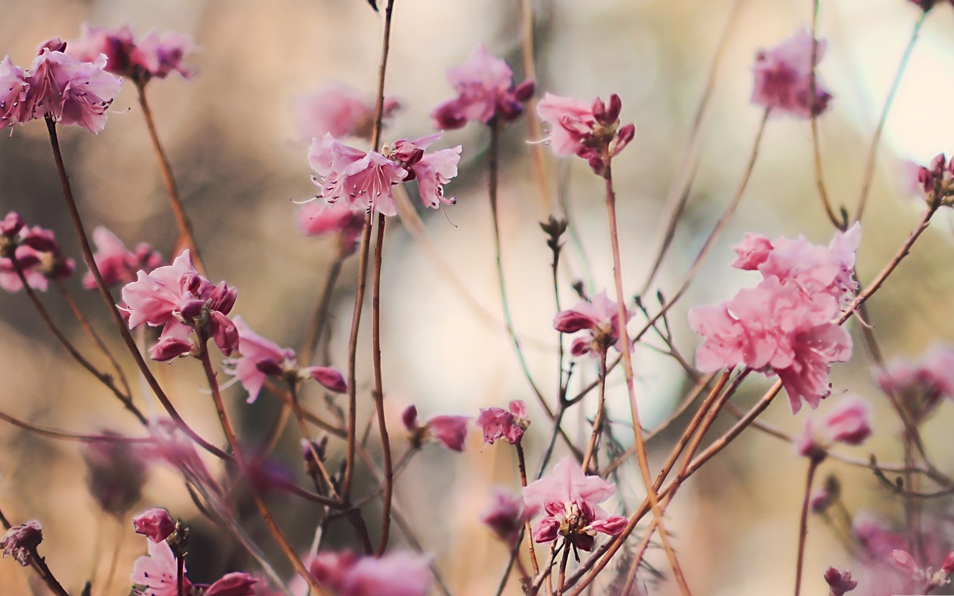 nature, Flowers, Spring, Blossoms Wallpaper