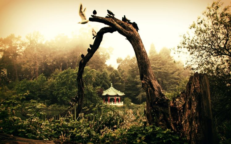 asian, Oriental, Pagoda, Birds, Mood HD Wallpaper Desktop Background