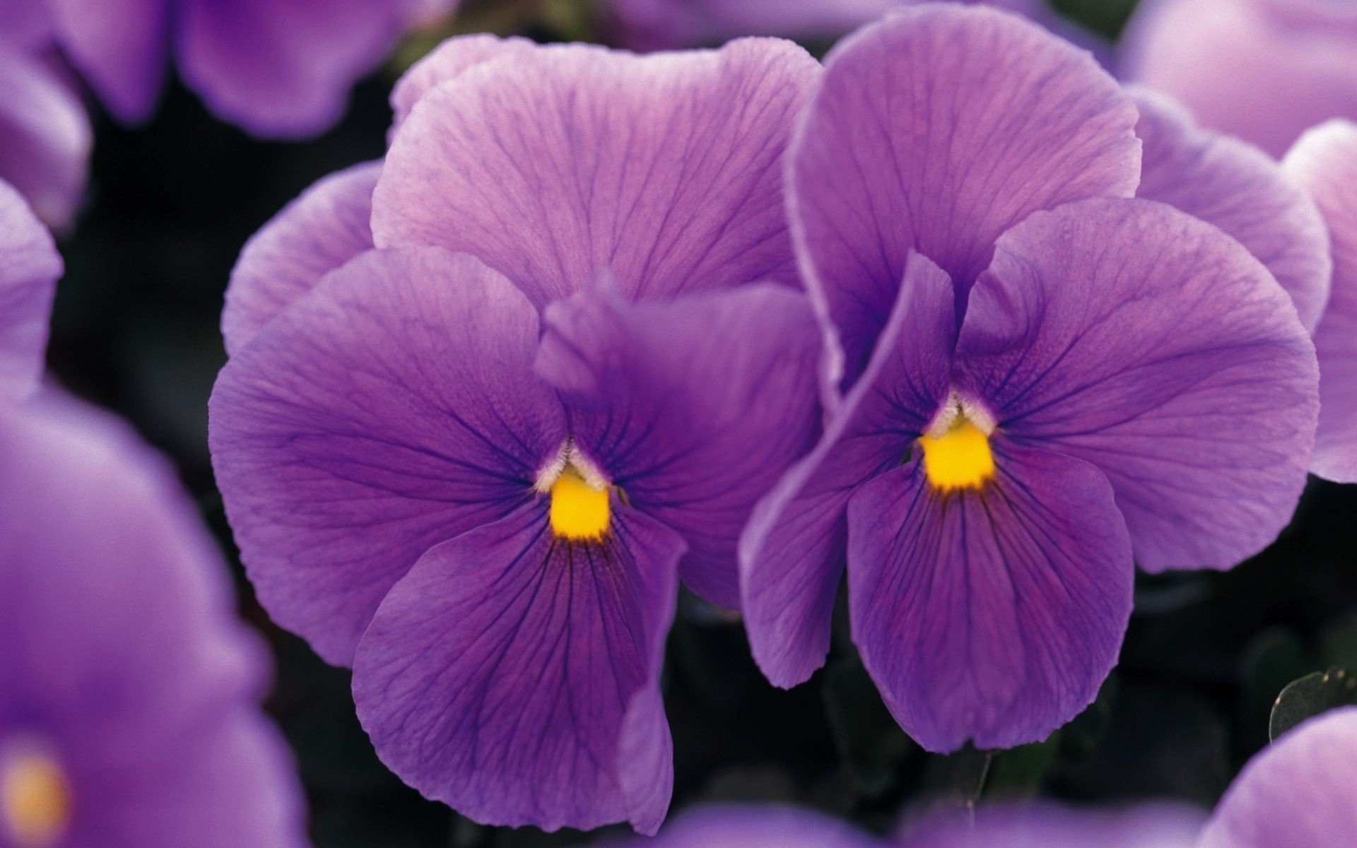 flowers Wallpaper