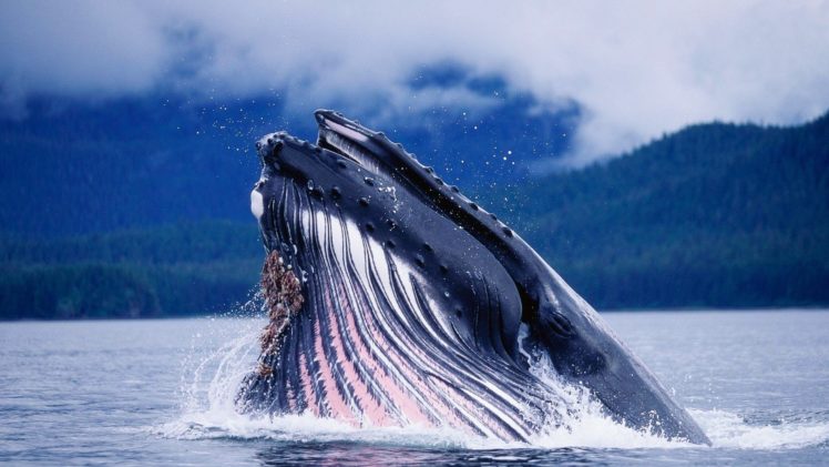 whales HD Wallpaper Desktop Background