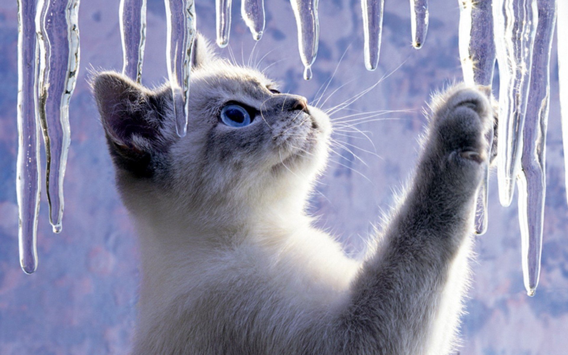 cats Wallpaper